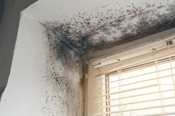 Trusted Mold Inspection service in Waverly, IL - Cheap Mold Removal