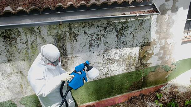 Trusted Black Mold Removal service in Waverly, IL - Cheap Mold Removal
